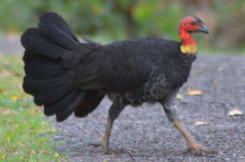 CrystalCk01 (1).JPG - Brush Turkey (aka Scrub Turkey)
